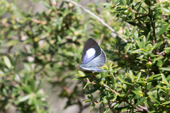 Eirmocides consimilis