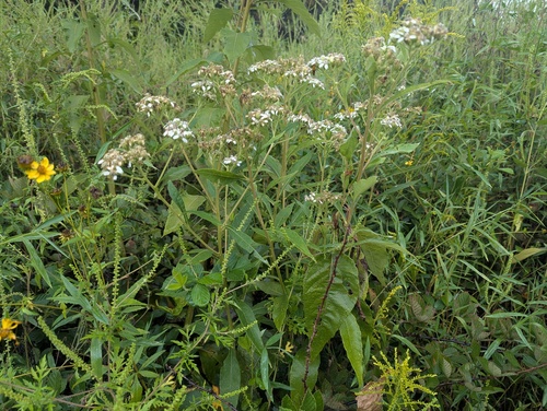 Verbesina virginica