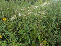 Verbesina virginica