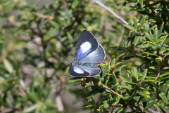 Eirmocides consimilis