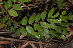 Breynia oblongifolia