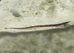 Pugnaso curtirostris