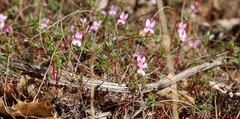 Stylidium repens
