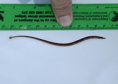 Pugnaso curtirostris