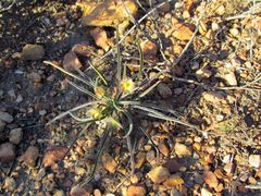 Euphorbia clava