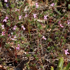 Stylidium repens