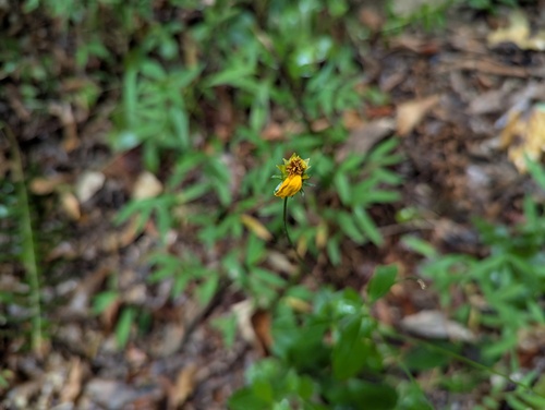 Coreopsis pubescens, photograph 1