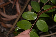 Breynia oblongifolia