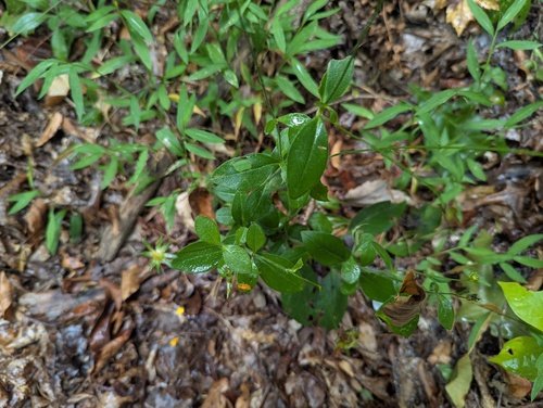 Coreopsis pubescens, photograph 2