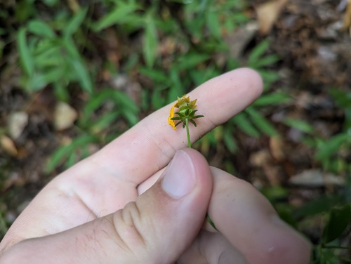 Coreopsis pubescens, photograph 4