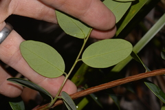 Breynia oblongifolia