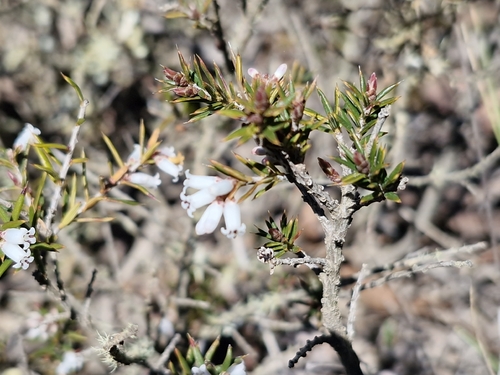 peach heath
