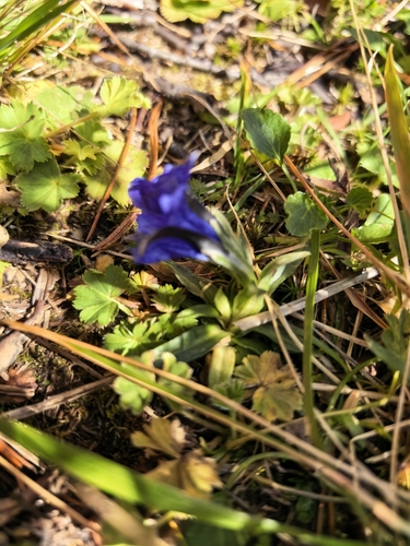 Gentiana grandiflora, photograph 2