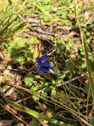 Gentiana grandiflora, photograph 3
