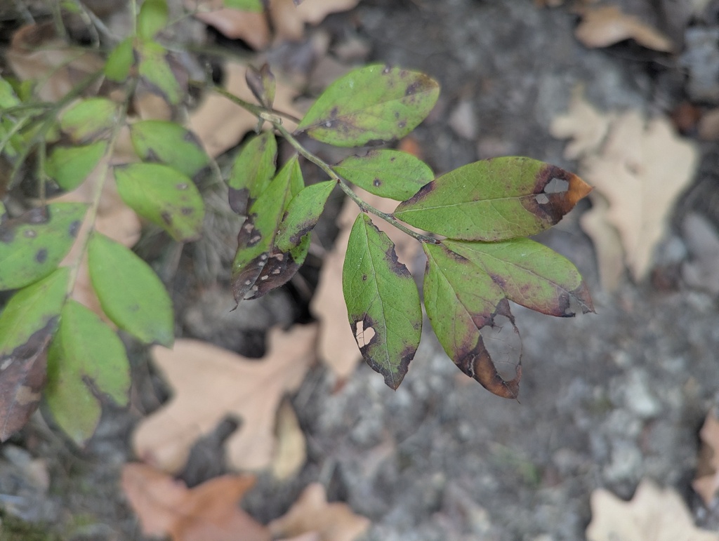Vaccinium pallidum; photograph (c) Ryan Sorrells, some rights reserved (CC BY)
