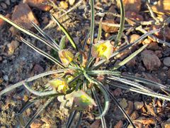 Euphorbia clava