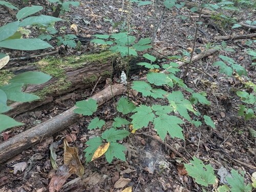 Appalachian bugbane (Actaea rubifolia)