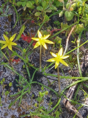 Pauridia glabella, 2026-09-12