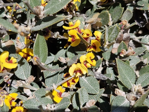 Mirbelia platylobioides