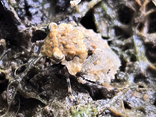 Big-eyed Toad Bug