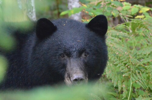 Vancouver Island Black Bear