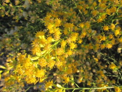 Lepidospartum squamatum, photograph 3