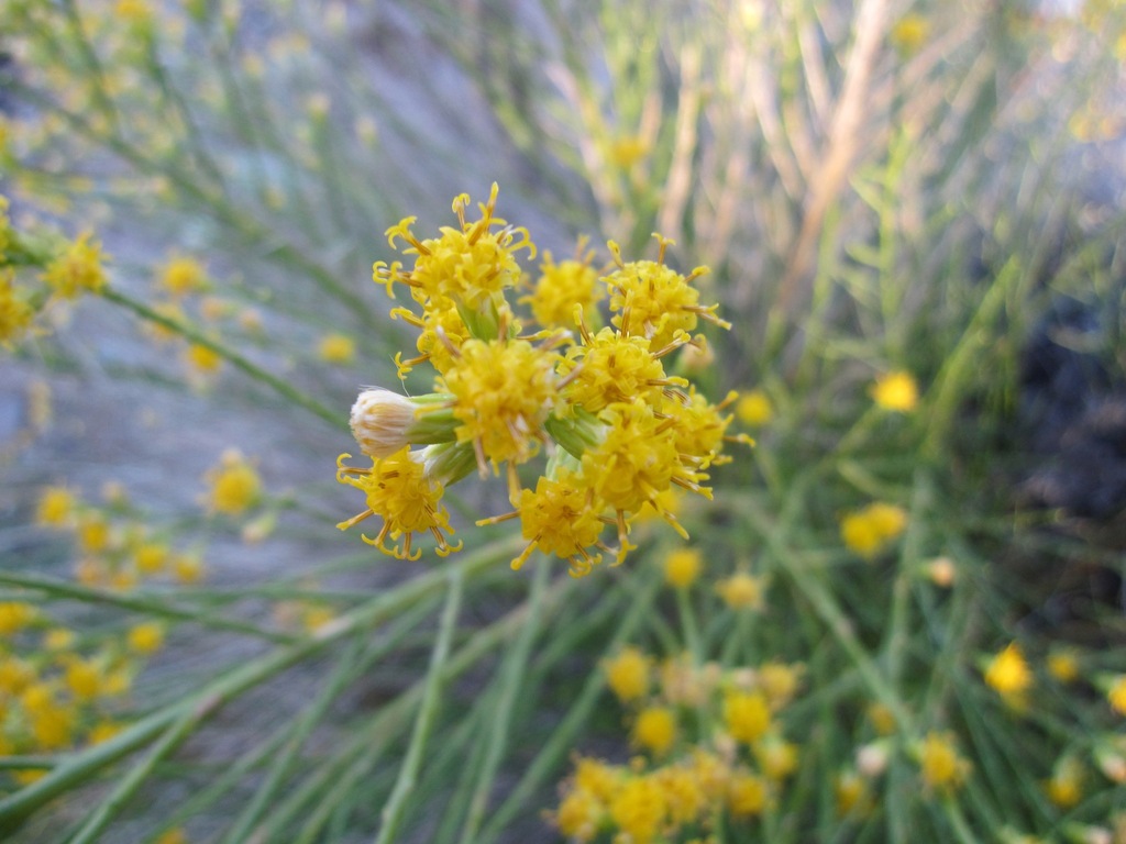 Lepidospartum squamatum; photograph (c) Devon Bradley, some rights reserved (CC BY)