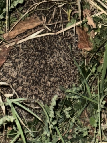 Common Hedgehog
