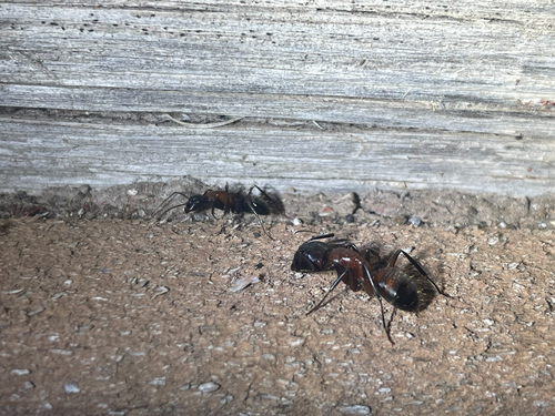 iNaturalist observation photo of Bicolored Carpenter Ant