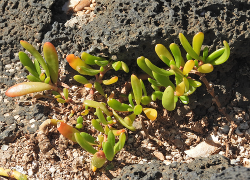 Sesuvium portulacastrum observed 2026-06-13