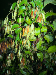(c) Djibo Zanzot, some rights reserved (CC BY-SA) Brunnichia ovata, photograph (c) Djibo Zanzot, some rights reserved (CC BY-SA)