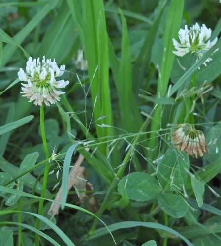 Trifolium repens observed 2026-06-13