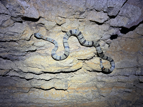 Gray-banded Kingsnake