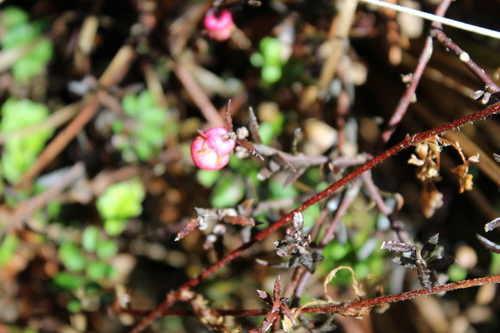 Gaultheria macrostigma, photograph 3