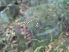 Diarrhena americana