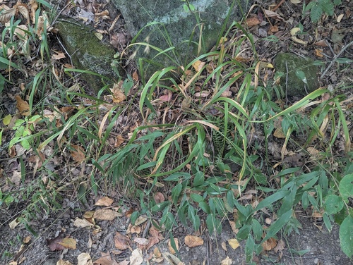 Diarrhena americana, photograph 2