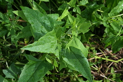 Atriplex sagittata