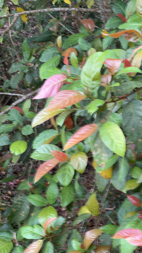 Ficus congesta observed 2026-09-12