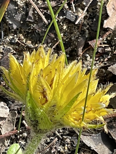 Conostylis juncea (Conostylis juncea)