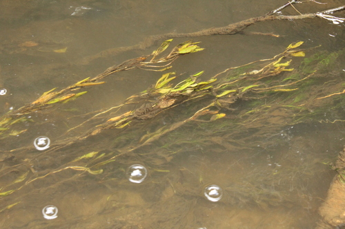 Potamogeton cheesemanii observed 2026-09-08
