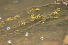 Potamogeton cheesemanii