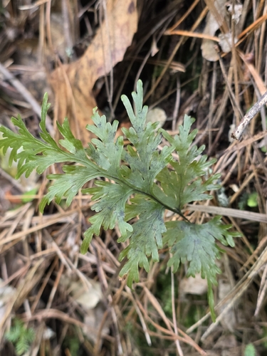Hymenophyllum dilatatum, photograph 1
