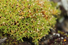 Scleranthus biflorus