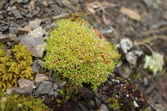 (c) Joe Dillon, some rights reserved (CC BY) Scleranthus biflorus, photograph (c) Joe Dillon, some rights reserved (CC BY)
