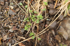 Arenaria serpyllifolia