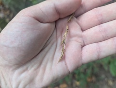 Diarrhena americana, photograph (c) Ryan Sorrells, some rights reserved (CC BY)