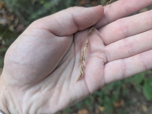 Diarrhena americana, photograph 1