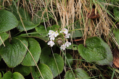 Ourisia macrophylla, photograph 3