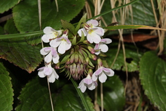 Ourisia macrophylla, photograph (c) Joe Dillon, some rights reserved (CC BY)