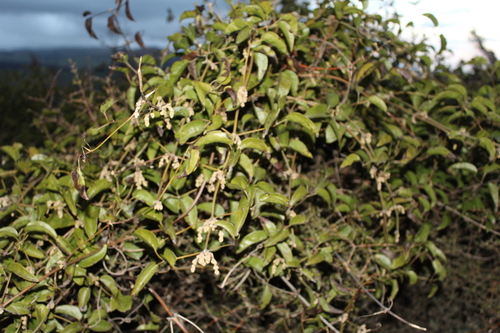 Clematis foetida